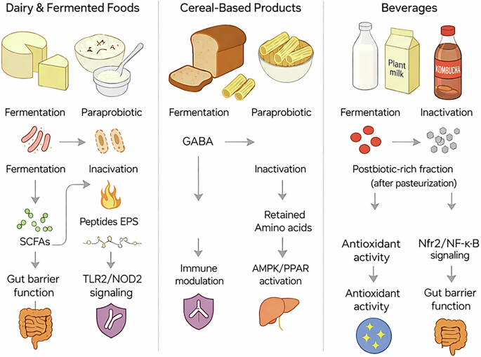 Postbiotics and paraprobiotics in food biochemistry mechanisms stability and nutritional applications