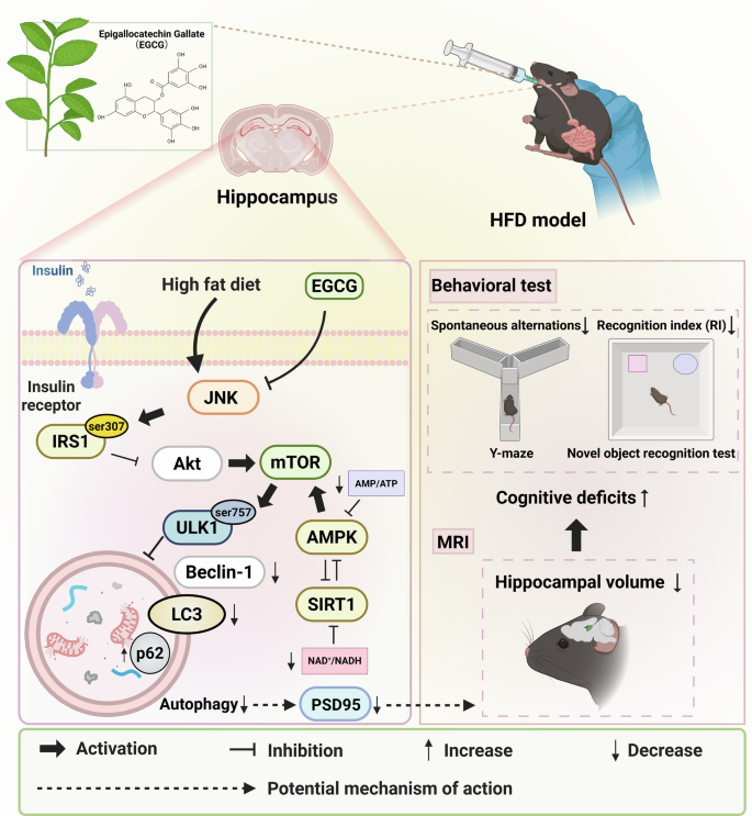 cga and l carnitine and egcg Green tea catechin attenuates hippocampal atrophy cognitive impairment in obesity via autophagy signaling Size:200 µg - Cat. No. A30220200