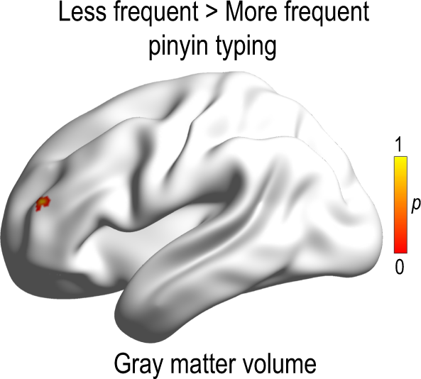 Fig. 5: Structural difference between less frequent and more frequent pinyin typists in the language-related cortical region.