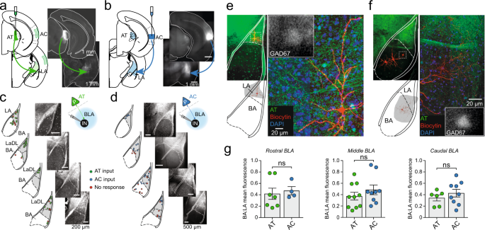 Fig. 2: Auditory input targets the lateral amygdala (LA).