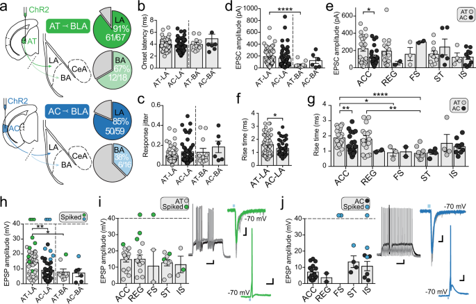Fig. 3: Auditory afferents from both the thalamus (AT) and cortex (AC) innervate all interneuron subtypes of the LA.