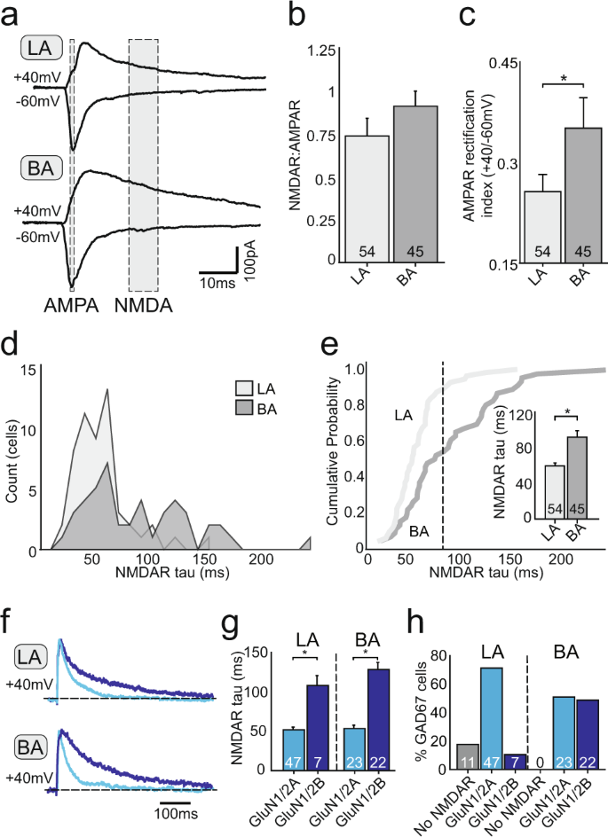 Fig. 5: LA and BA IN populations have divergent glutamate receptor subunit compositions.