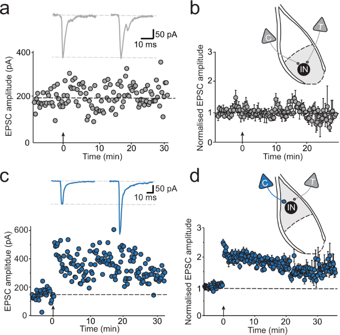 Fig. 6: Interneurons in the BA are resilient to LTP induction.