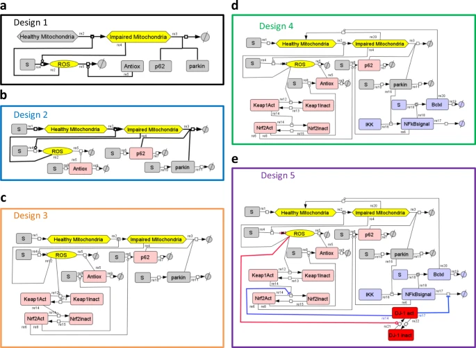 ROS networks: designs, aging, Parkinson’s disease and precision therapies