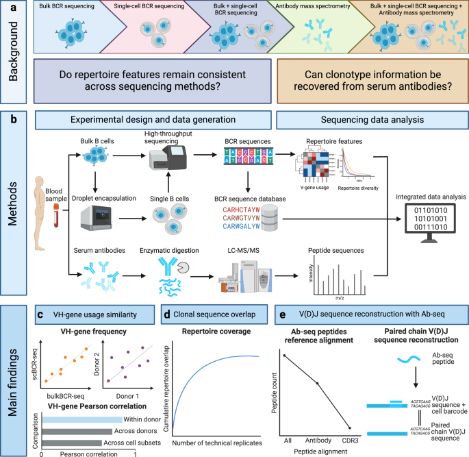 Fig. 1: Experimental design for the comprehensive examination of the Ig repertoire at genomics and proteomics levels.
