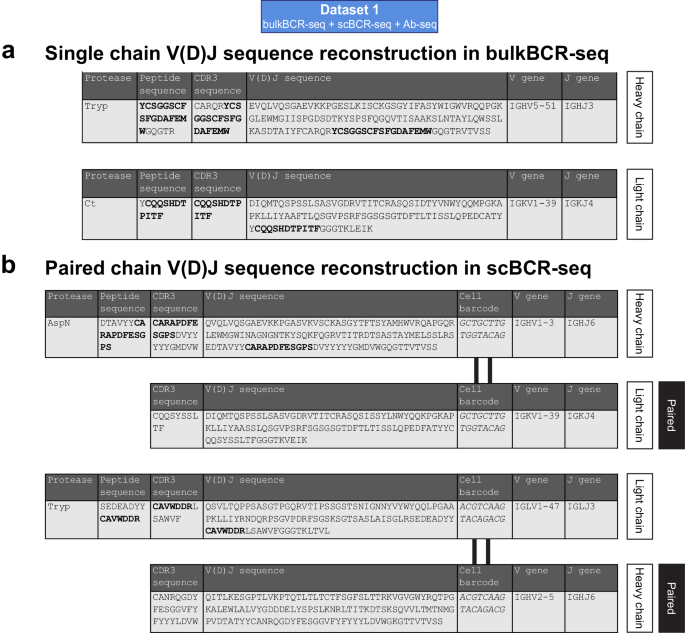 Fig. 6: Ab-seq peptides that map to a specific clonotype can be utilized to recover clonal information.