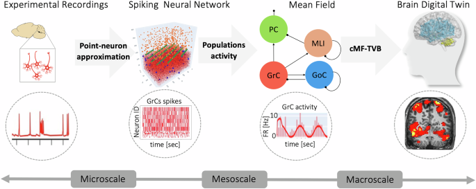 Fig. 1: Multiscale brain modelling.