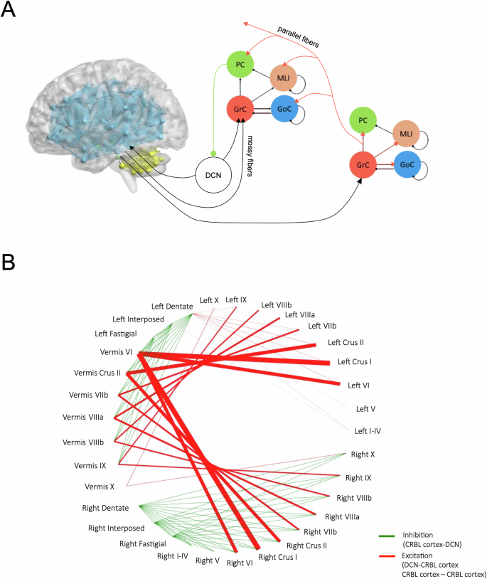 Fig. 2: Curation of intra-cerebellar SC.