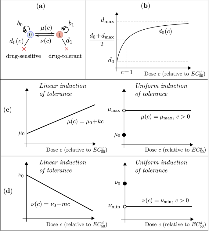 Fig. 1: Mathematical model of drug-induced tolerance.