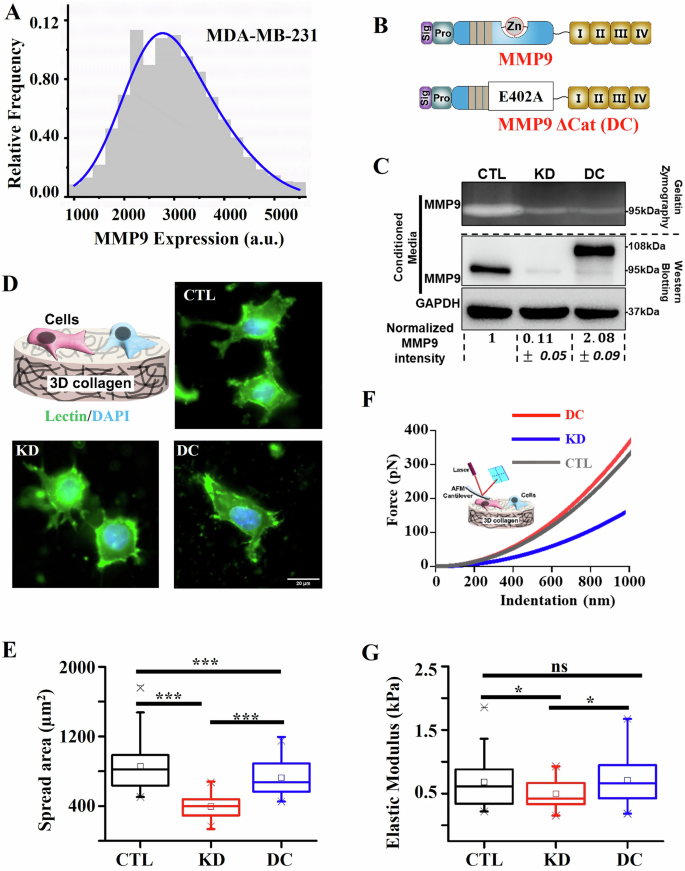 MMP9 shapes cell mechanics to enable collective invasion in cancer ...