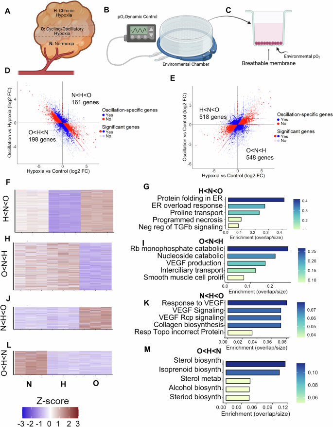 Fig. 1: Cycling/oscillatory hypoxia results in a specific pattern of gene expression in MDA-MB-231, distinct from stable/chronic hypoxia.