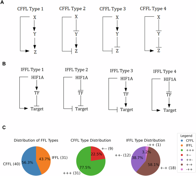 Fig. 2: Gene regulatory feed forward loops involving activating and inhibitory interactions.