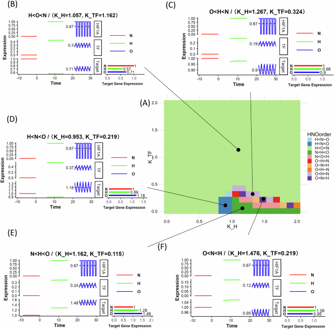 Fig. 3: IFFLs with multiplicative effect of HIF-1 and HIF-1 activated TF on target gene expression show cycling/oscillatory hypoxia specific patterns.
