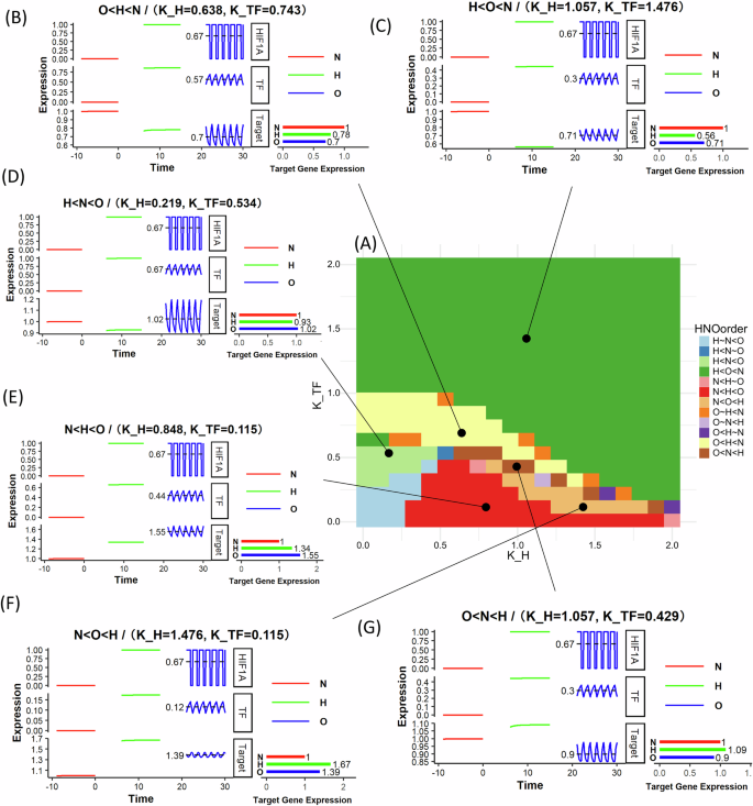 Fig. 4: IFFLs with additive effect of HIF-1 and HIF-1-activated TF on target gene expression show cycling/oscillatory hypoxia-specific patterns.