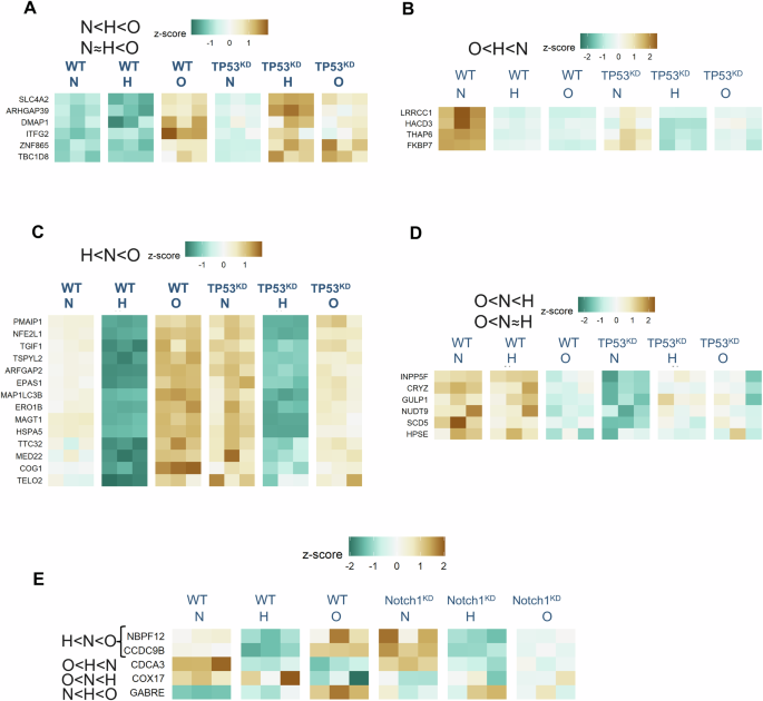 Fig. 6: Target genes showing both oscillatory specific gene expression, and whose gene expression pattern can be explained by a gene circuit mediated by TP53 or Notch1.