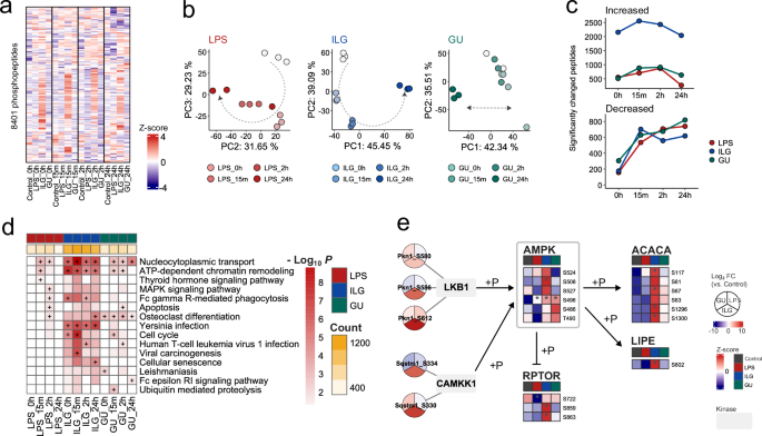 Fig. 4: Investigating unique phosphoproteome alterations in ILG- and GU-treated RAW264.7 cells.