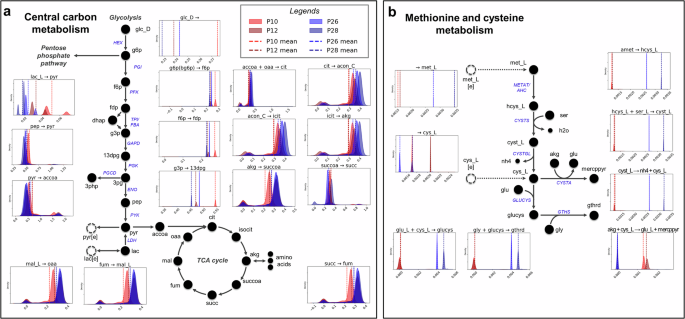 Fig. 5: Overall metabolic flux distribution between early passage cultures (P10, P12) and late passage cultures (P26, P28) at days 4–6 using enzyme-capacity constraint flux balance analysis (ecFBA).