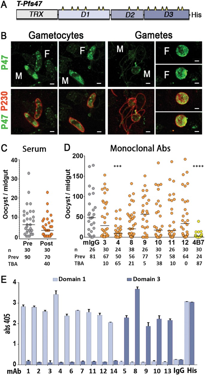 Antibody targeting of a specific region of Pfs47 blocks Plasmodium  falciparum malaria transmission | npj Vaccines