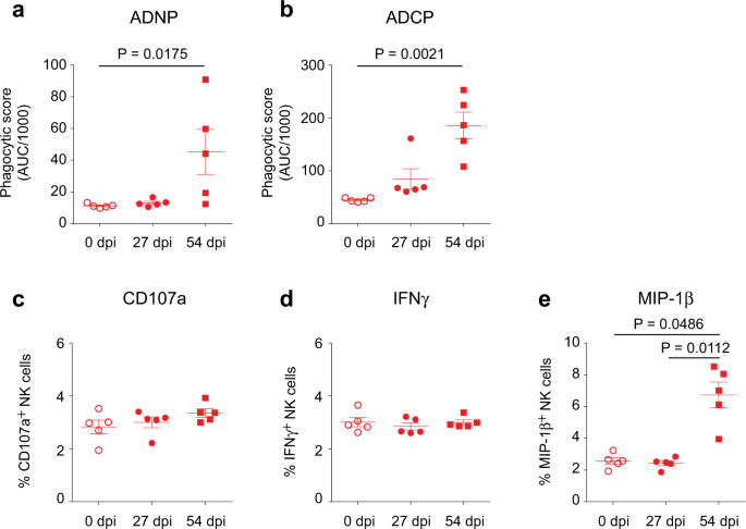 Fig. 3: MVA–MARV–VLP vaccine elicits antibodies capable of inducing several Fc-dependent innate immune effector functions.