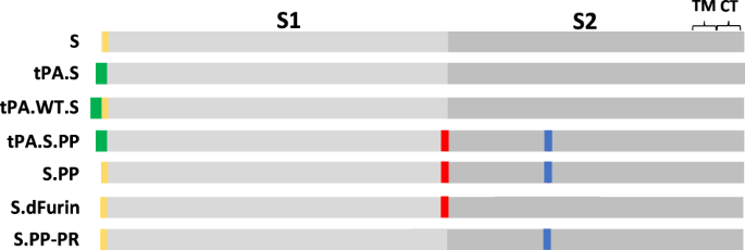 Fig. 1: S immunogen designs.