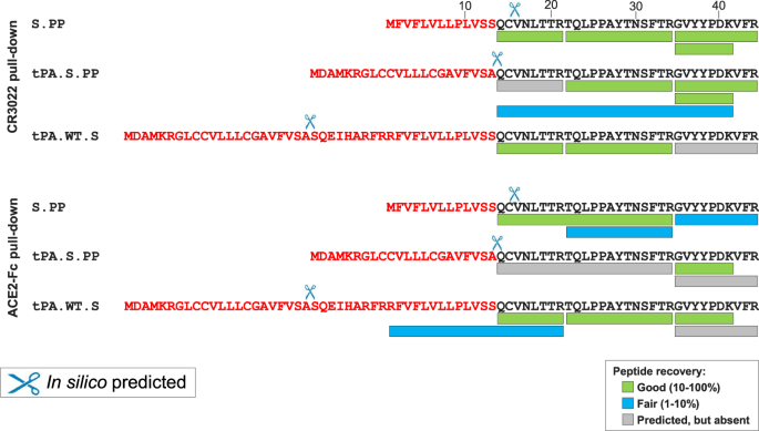 Fig. 3: Signal peptide analysis of membrane-bound S proteins.