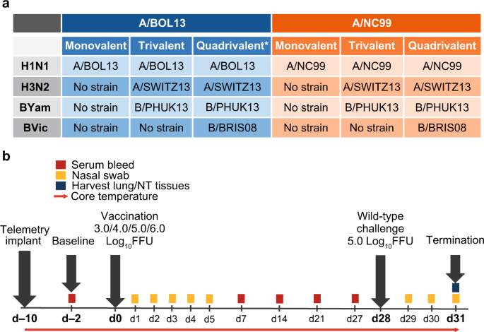 Fig. 1: Study schedule for comparison of H1N1 LAIV of varying fitness in ferret model.