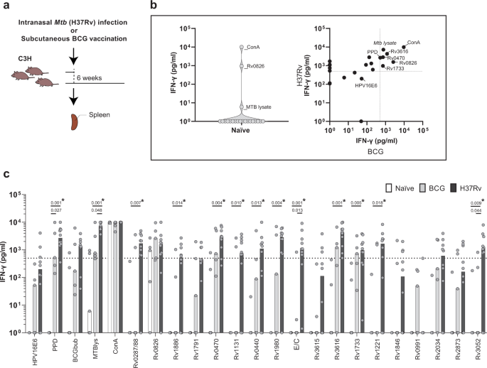 Fig. 2: IVE-TB antigen-specific responses after Mtb infection and BCG vaccination in C3HeB/FeJ (C3H) mice.