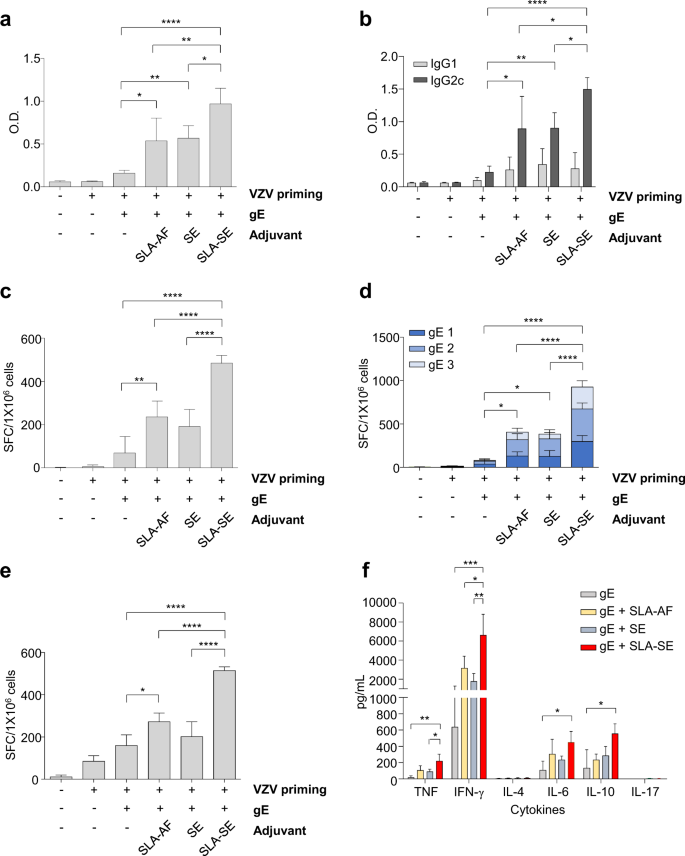 Fig. 1: gE- and VZV-specific immune responses induced by gE/SLA-AF, gE/SE, or gE/SLA-SE.