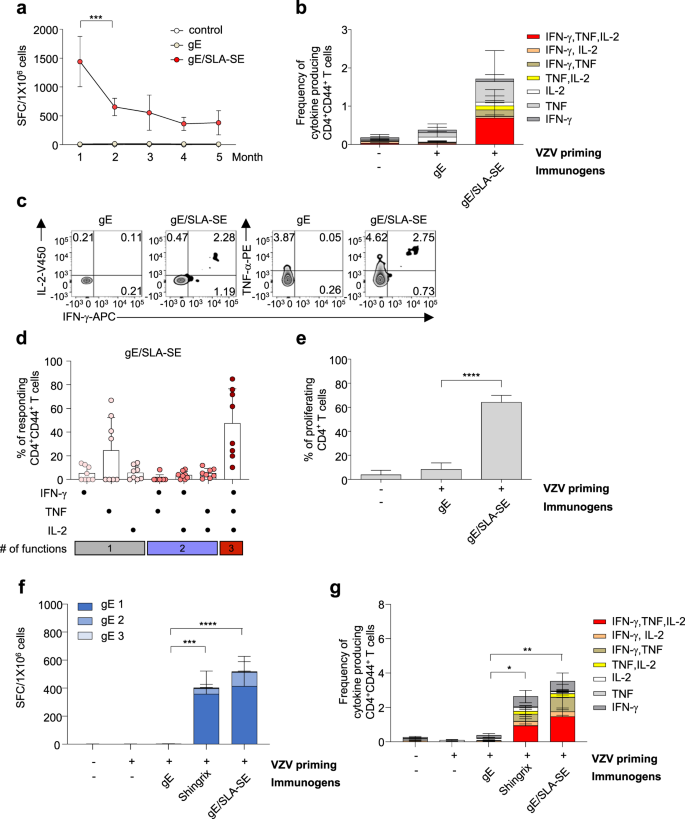 Fig. 4: The durability and functionality of gE-specific T-cell responses by immunization of gE/SLA-SE.