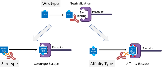 Fig. 1: Serotype escape or Affinity escape.