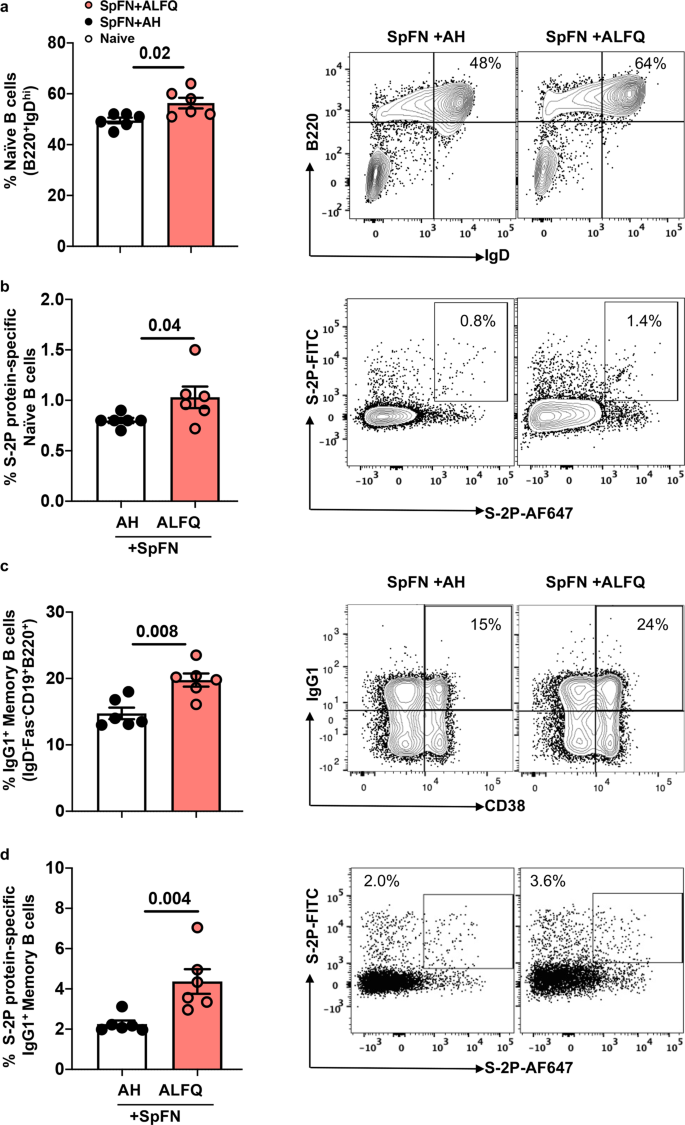 Fig. 4: SpFN + ALFQ vaccinated mice elicited higher frequencies of S-2P protein-specific naive B cells and S-2P protein-specific-IgG1+ memory B cells (MBCs) in the spleen following priming vaccinations.