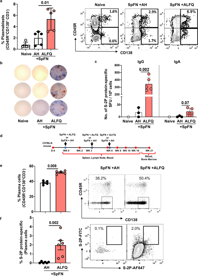 Fig. 5: SpFN + ALFQ-induced significantly higher frequencies of plasmablasts in the spleen and higher frequencies of S-2P protein-specific long-lived plasma cells (LLPCs) in the bone marrow.
