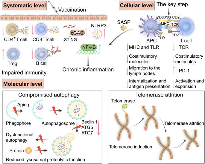 research paper on vaccination figure 3