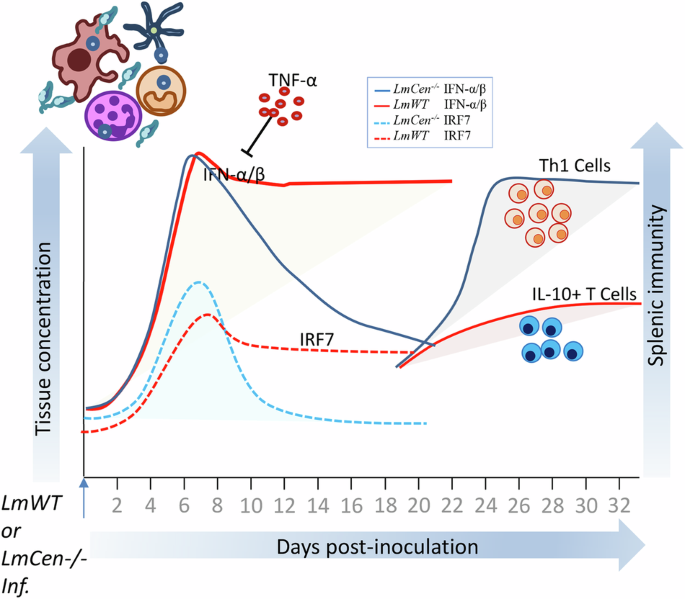 Downregulation Of Irf Mediated Type I Interferon Response By Lmcen