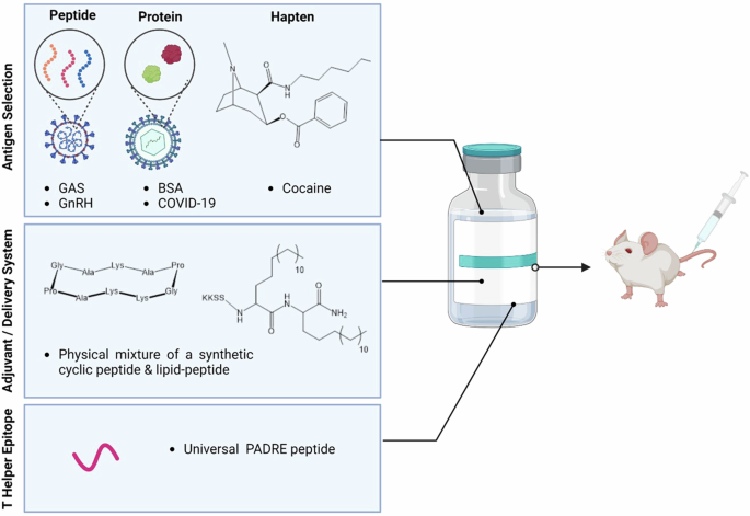 Fig. 1: Schematic illustration of the cyclic peptide-based nanovaccine and its components.
