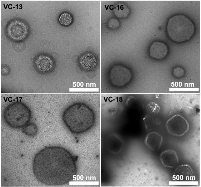 Fig. 3: TEM of VC-13, VC-16, VC-17 and VC-18 (0.1 mg/mL).
