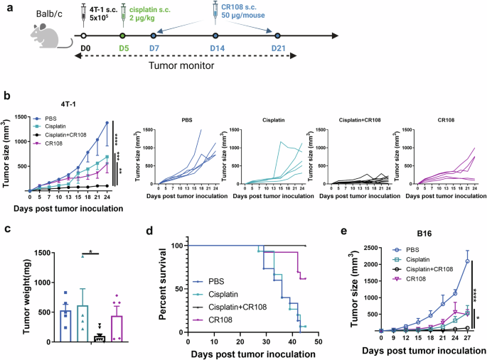 Fig. 1: Enhanced antitumor efficacy of the cisplatin + CR108 combo therapy.