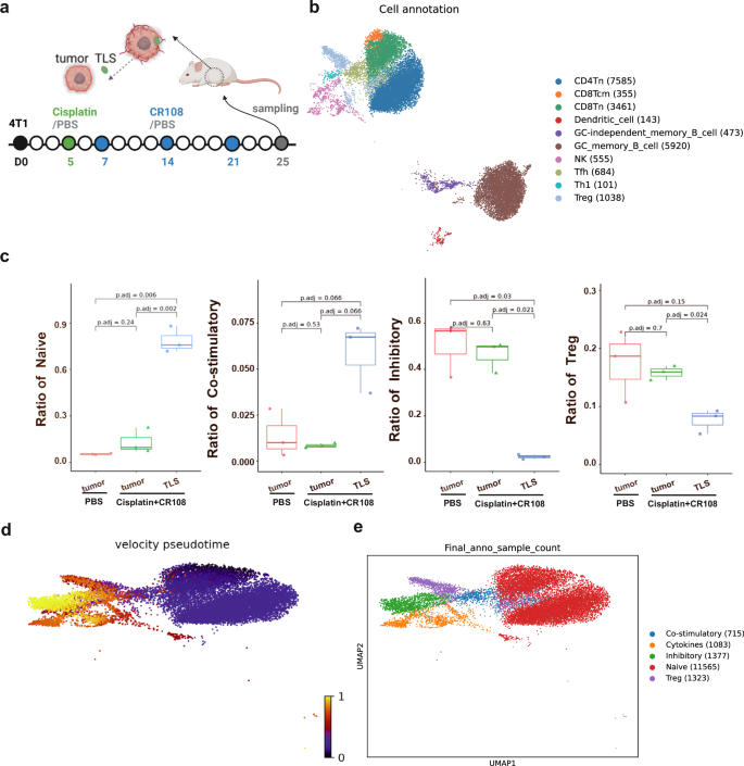 Fig. 3: Analysis of T and B cells in tumor and TLS revealed by scRNA-seq.