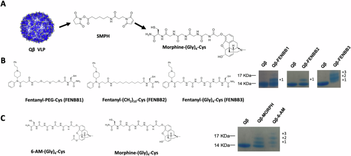 Fig. 1: Hapten target design and conjugation to Qβ coat protein.