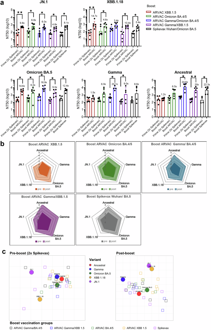 Fig. 2: Monovalent and bivalent adapted XBB.1.5 vaccines induce nAbs against XBB and JN.1 lineages in booster immunization schedules.