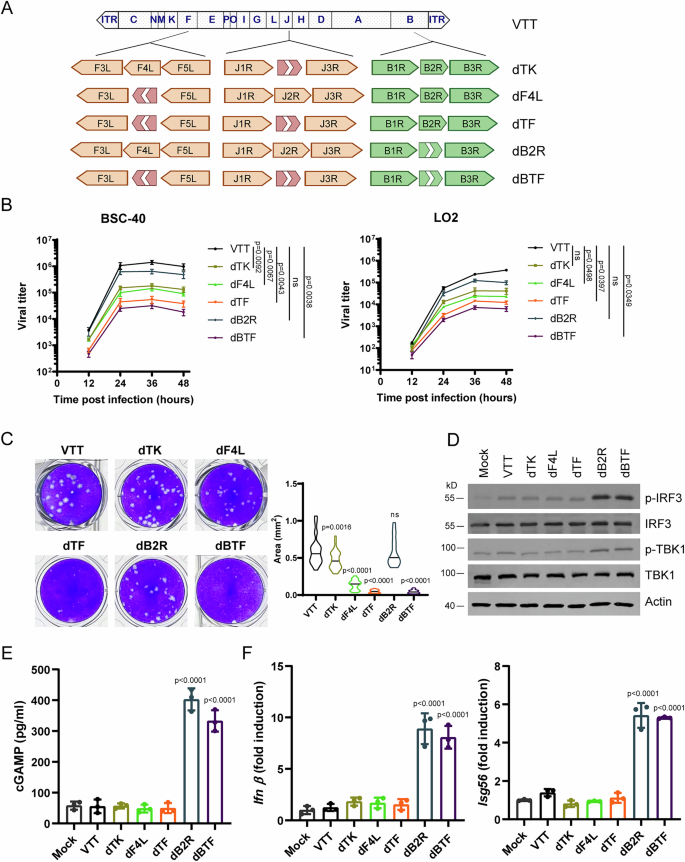 Fig. 1: Construction of an attenuated and highly immunogenic vaccinia virus.