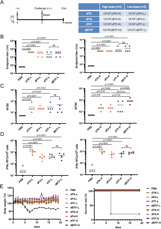 Fig. 4: Single dose of dBTF also displays efficient protection against vaccinia virus in mice.