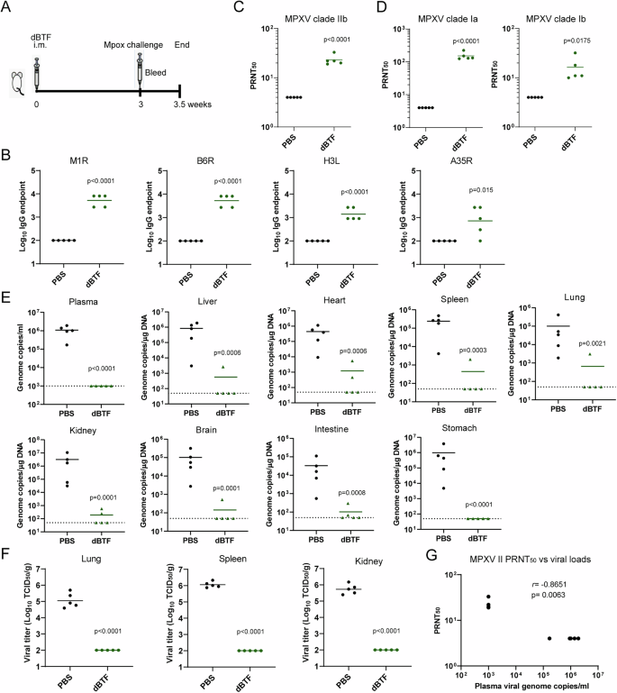 Fig. 5: Single dose of dBTF protects mice from mpox disease.