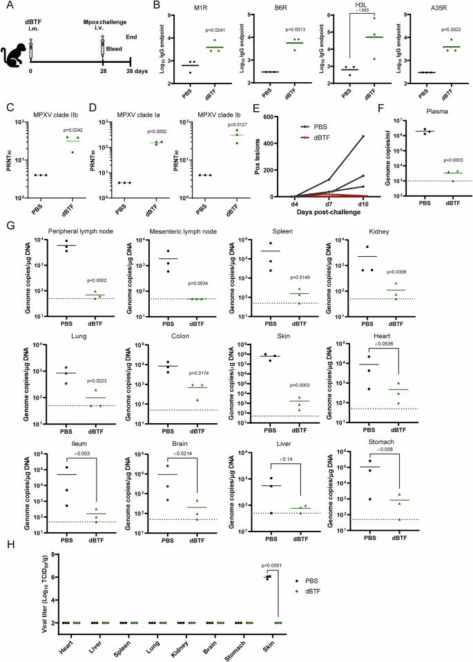 Fig. 6: Protection of monkeys against MPXV challenge by single dose of dBTF.