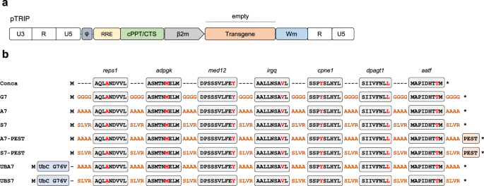 Fig. 1: Design of LVs optimized for poly-neoepitope presentation.