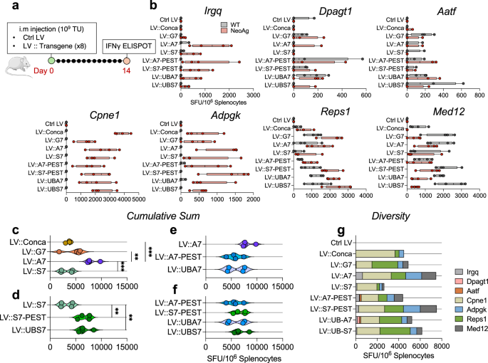 Fig. 2: Optimized neoepitope designs favored specific T-cell immunogenicity.
