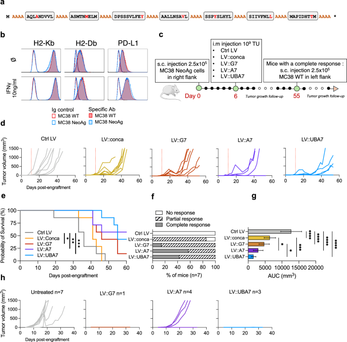 Fig. 3: Anti-tumor therapeutic efficacy of LV-based vaccines encoding optimized poly-neoepitopes.