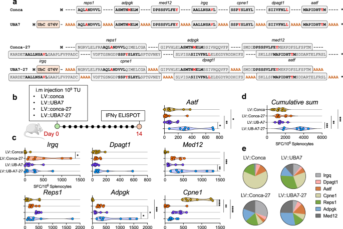 Fig. 5: Impact on T-cell responses of poly-neoepitope design containing 27-mer sequences encompassing the neoepitopes versus minimal neoepitopes.
