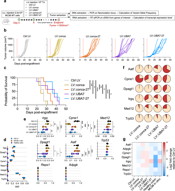 Fig. 6: Therapeutic vaccination specifically eliminated MC38 WT tumor cells bearing the targeted neo-mutations.