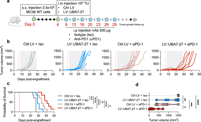 Fig. 7: Improved anti-tumor effect of LV::UBA7-27 when combined to an antagonistic anti-PD1 treatment.